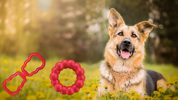 🐾  Why Dog Toys Are Essential for Your Pet’s Health