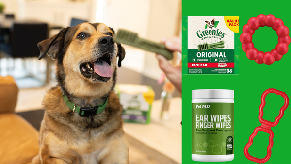 What Every Dog Owner Should Know About Toys and Treats